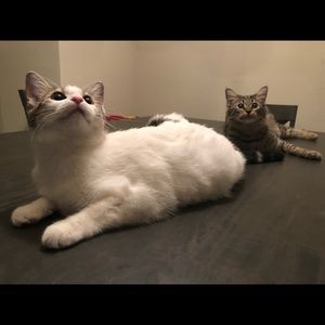 Meet your Posher, Perla